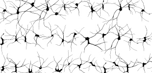 neurons